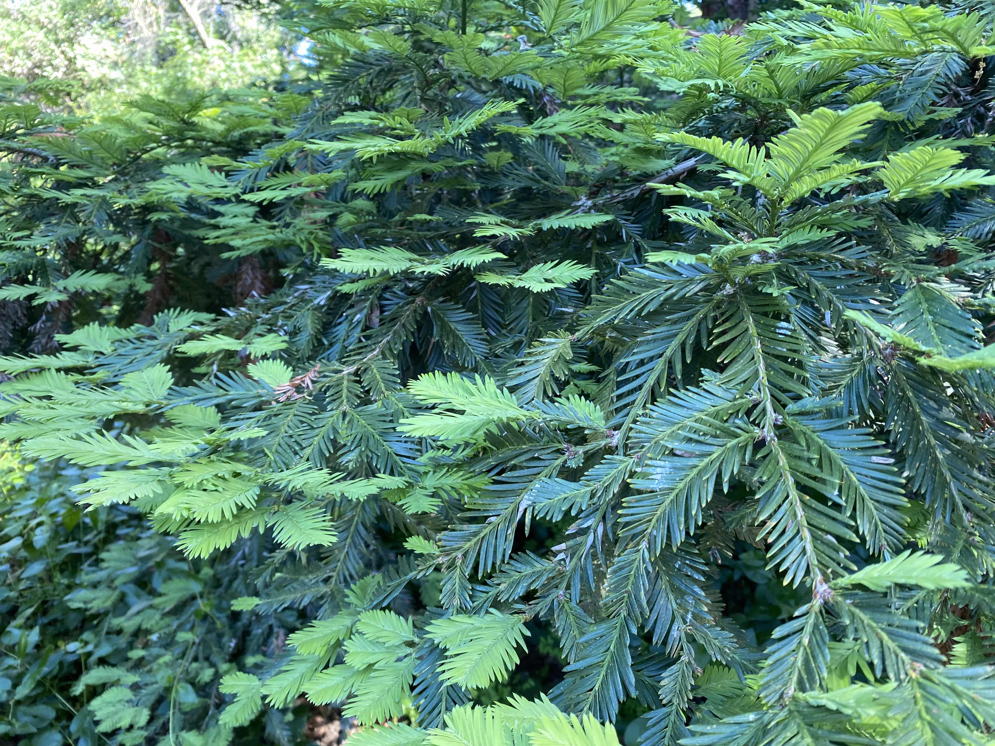 Fern Leaves